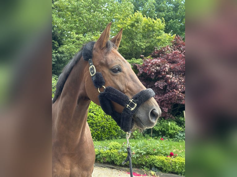 Westphalian Mare 7 years 16,1 hh Chestnut in Wipperfürth