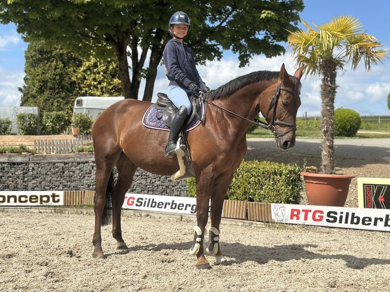 Westphalian Mare 7 years 16,1 hh Chestnut in Wipperfürth