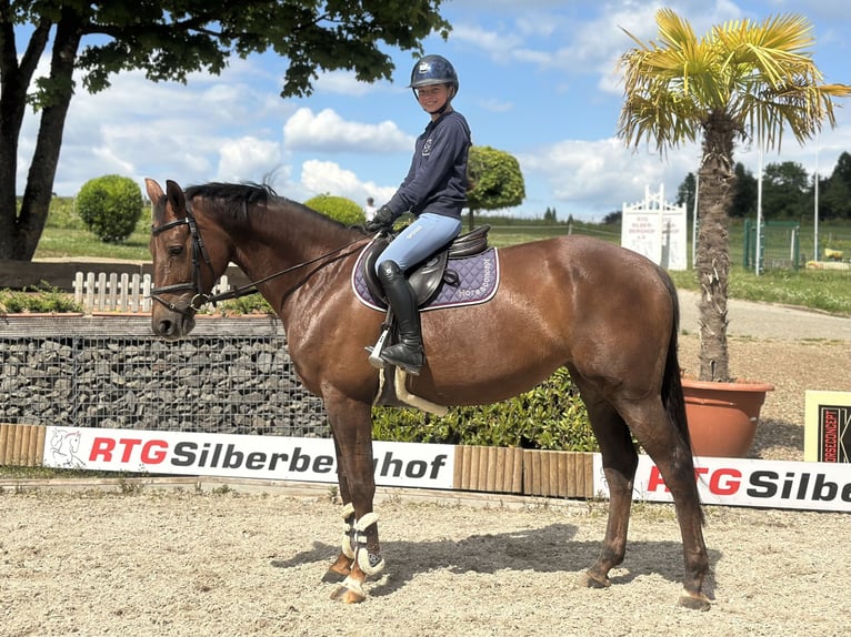 Westphalian Mare 7 years 16,1 hh Chestnut in Wipperfürth