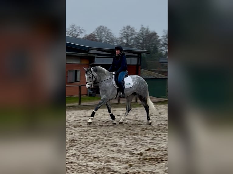 Westphalian Mare 7 years 16,1 hh Gray in Plank am Kamp