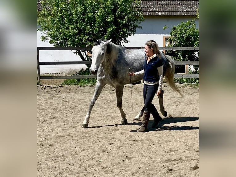 Westphalian Mare 7 years 16,1 hh Gray in Plank am Kamp