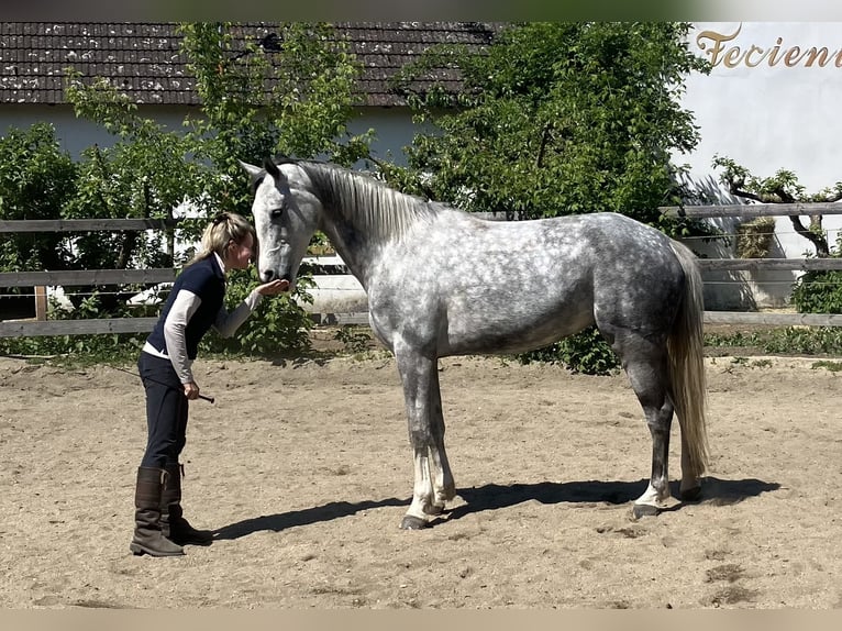 Westphalian Mare 7 years 16,1 hh Gray in Plank am Kamp