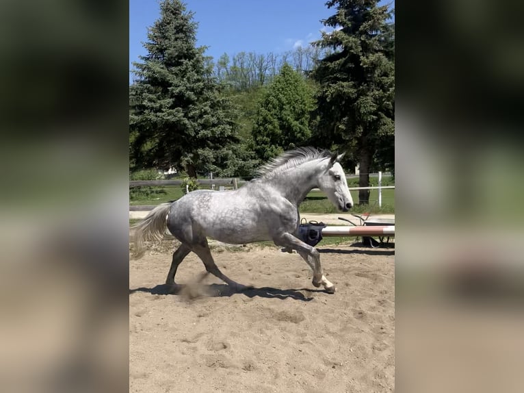 Westphalian Mare 7 years 16,1 hh Gray in Plank am Kamp