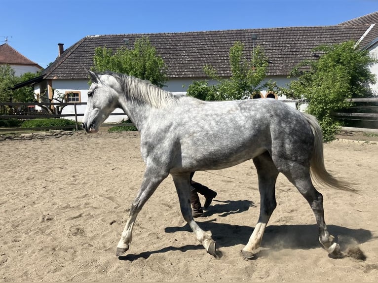 Westphalian Mare 7 years 16,1 hh Gray in Plank am Kamp