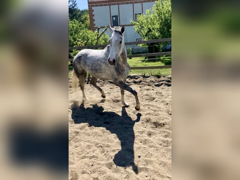 Westphalian Mare 7 years 16,1 hh Gray in Plank am Kamp