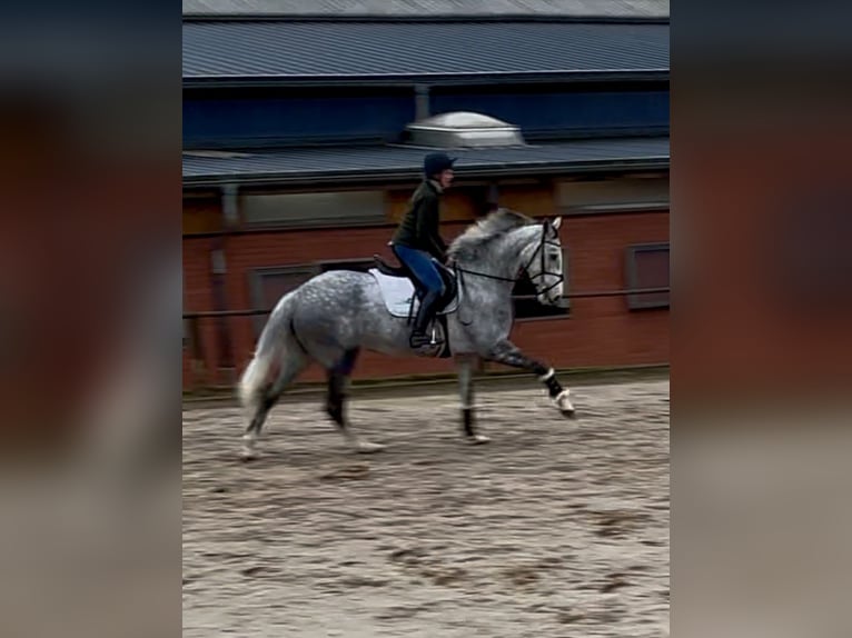 Westphalian Mare 7 years 16,1 hh Gray in Plank am Kamp