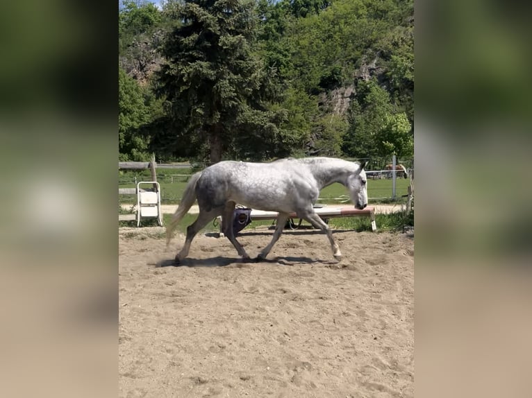 Westphalian Mare 7 years 16,1 hh Gray in Plank am Kamp