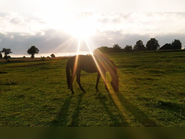 Westphalian Mare 7 years 16,1 hh Smoky-Black in Z&#xFC;lpich