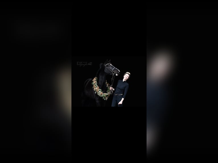 Westphalian Mare 7 years 16,1 hh Smoky-Black in Arnsberg