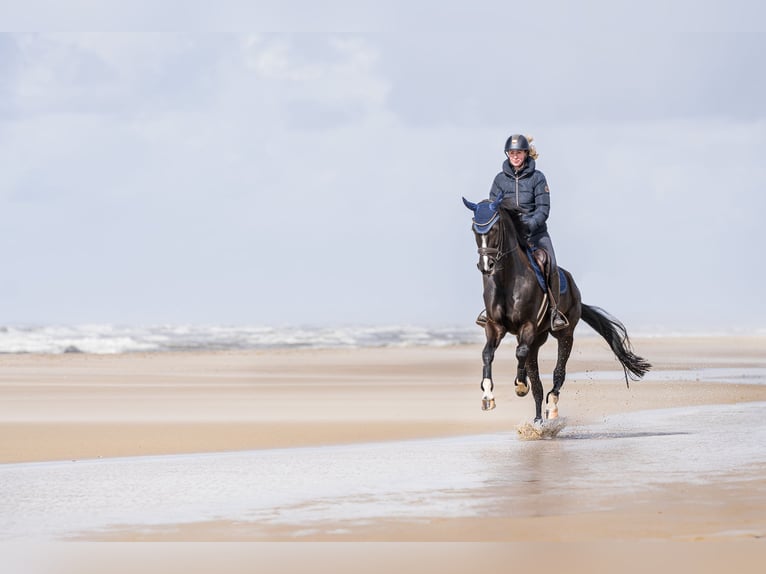 Westphalian Mare 7 years 16,1 hh Smoky-Black in Arnsberg