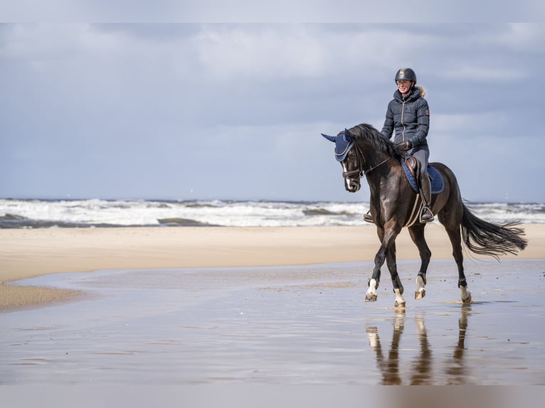 Westphalian Mare 7 years 16,1 hh Smoky-Black in Arnsberg