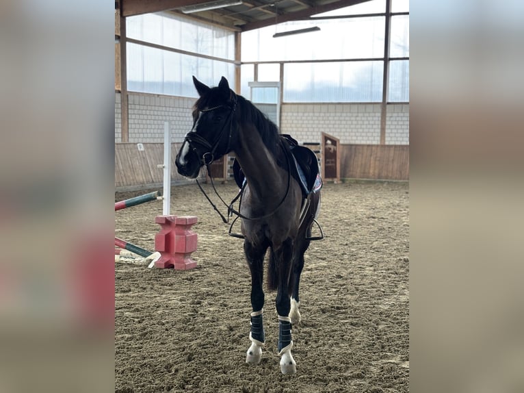 Westphalian Mare 7 years 16,1 hh Smoky-Black in Arnsberg