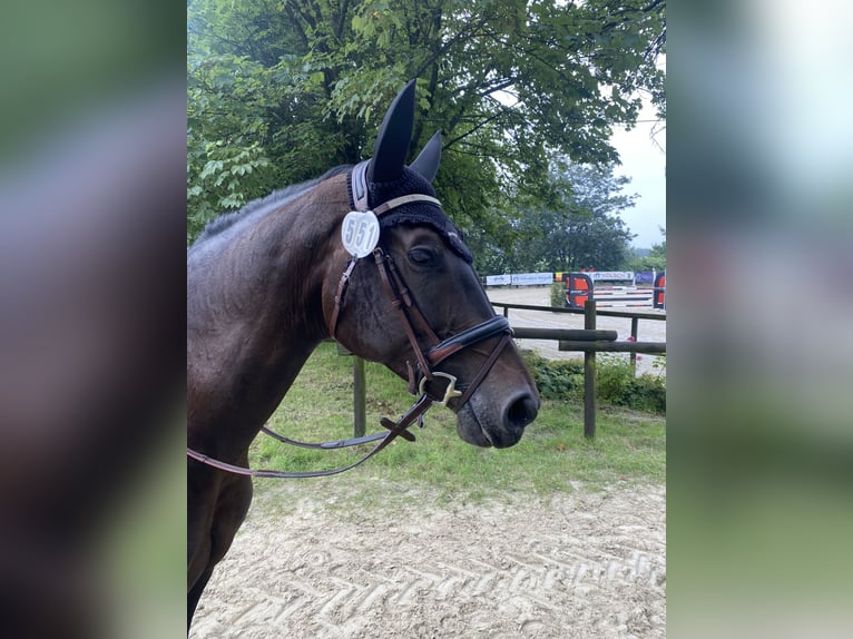 Westphalian Mare 7 years 16,1 hh Smoky-Black in Wipperf&#xFC;rthWipperf&#xFC;rth