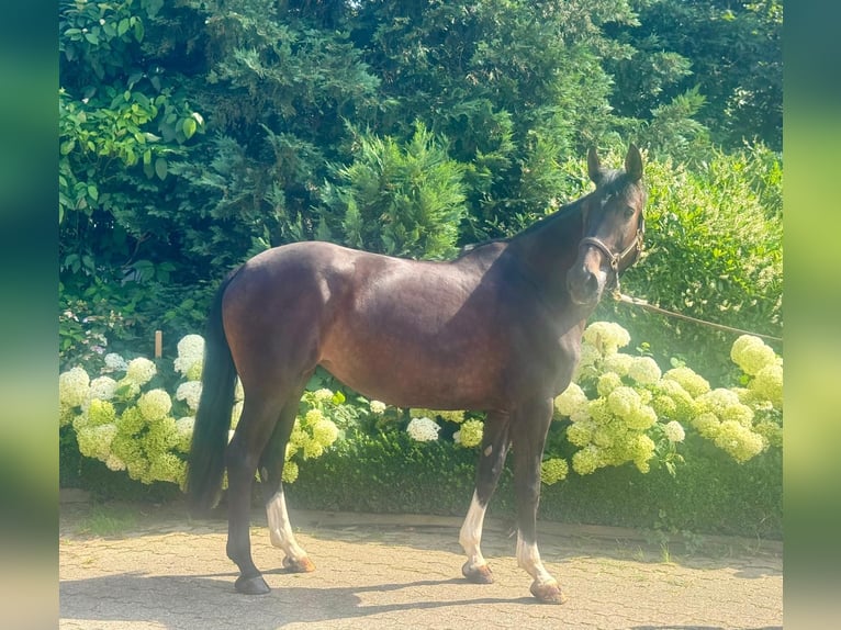 Westphalian Mare 7 years 16,1 hh Smoky-Black in Wipperf&#xFC;rthWipperf&#xFC;rth