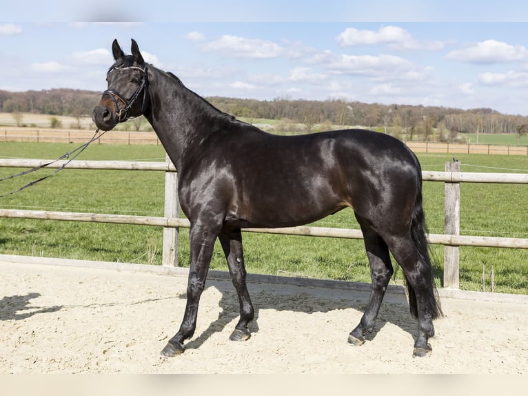 Westphalian Mare 7 years 16,2 hh Bay-Dark in Lünen