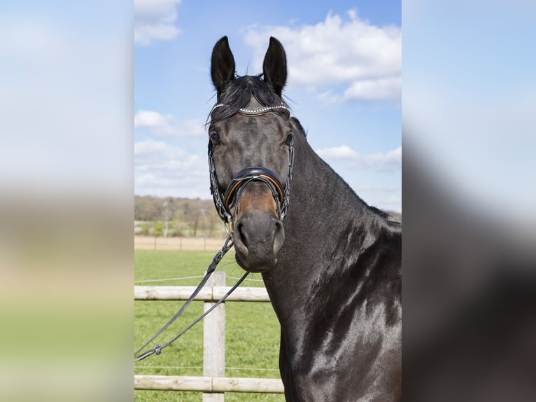 Westphalian Mare 7 years 16,2 hh Bay-Dark in Lünen