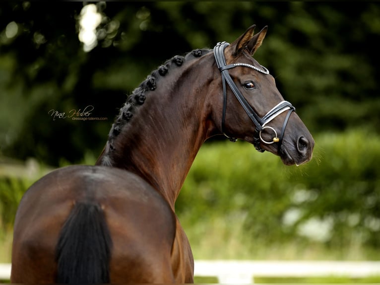 Westphalian Mare 7 years 16,2 hh Black in Ibbenb&#xFC;ren