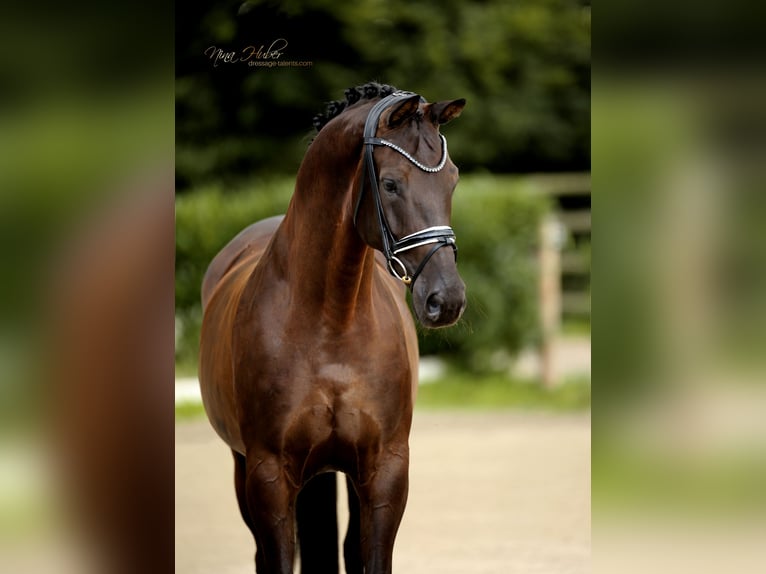 Westphalian Mare 7 years 16,2 hh Black in Ibbenb&#xFC;ren