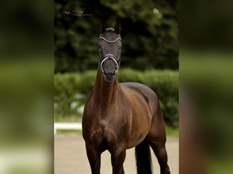 Westphalian Mare 7 years 16,2 hh Black in Ibbenb&#xFC;ren