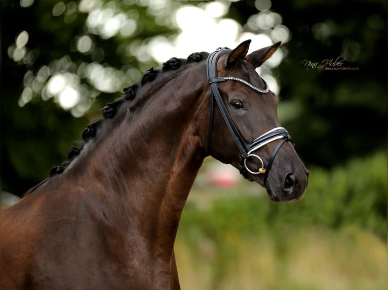 Westphalian Mare 7 years 16,2 hh Black in Ibbenb&#xFC;ren