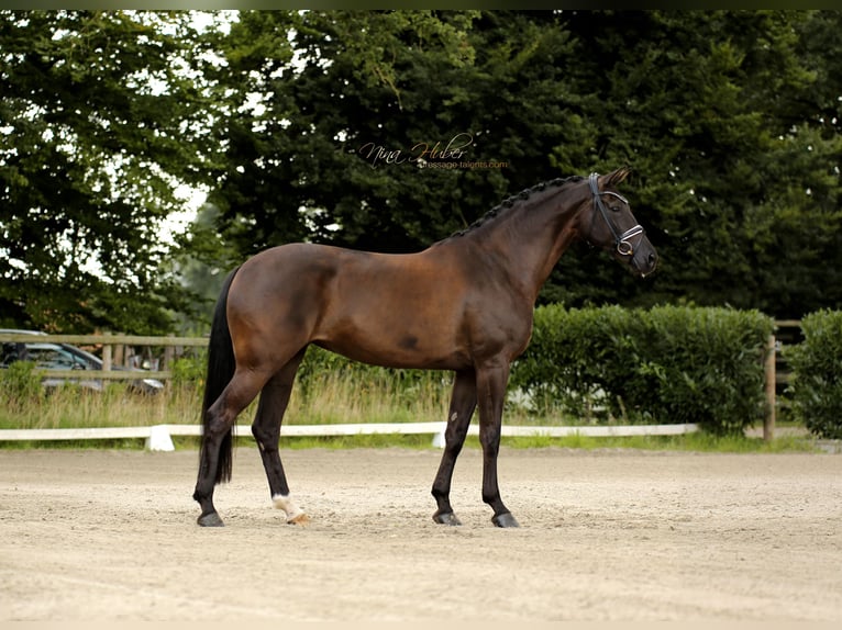 Westphalian Mare 7 years 16,2 hh Black in Ibbenb&#xFC;ren