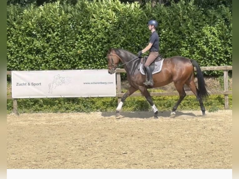 Westphalian Mare 7 years 16,2 hh Brown in Wuppertal