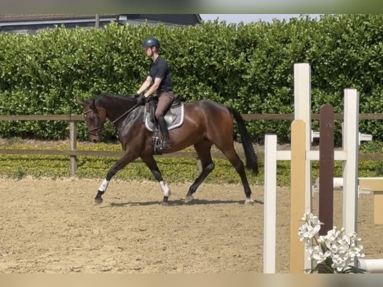 Westphalian Mare 7 years 16,2 hh Brown in Wuppertal