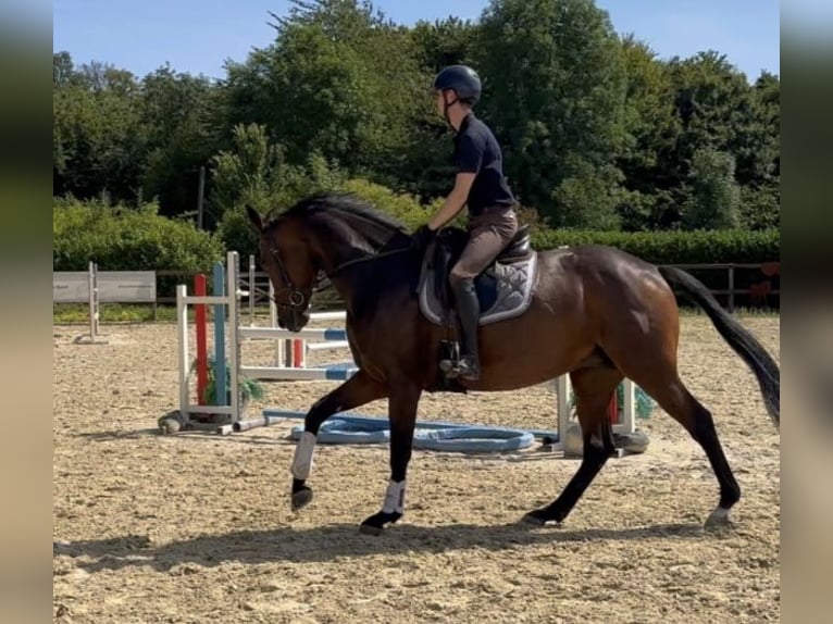 Westphalian Mare 7 years 16,2 hh Brown in Wuppertal