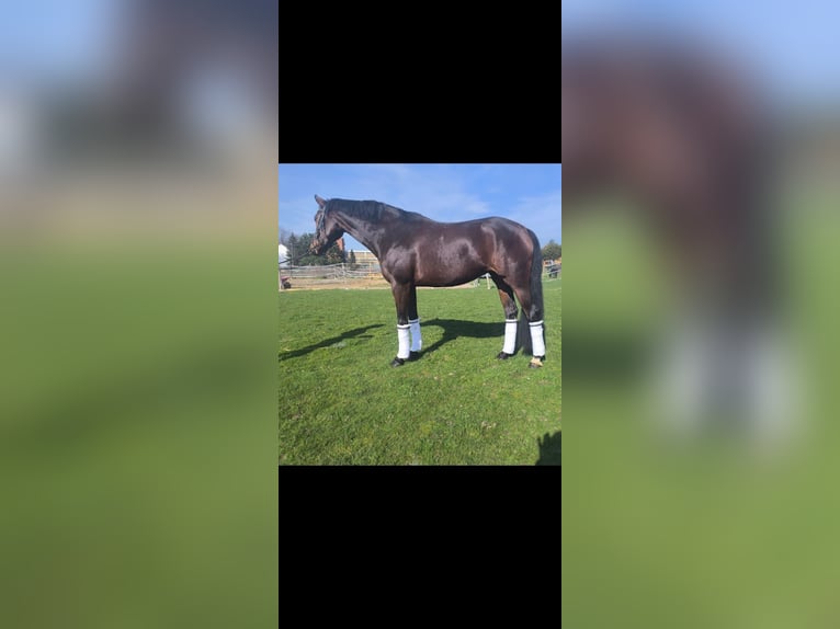 Westphalian Mare 7 years 16,2 hh Brown in Pulheim