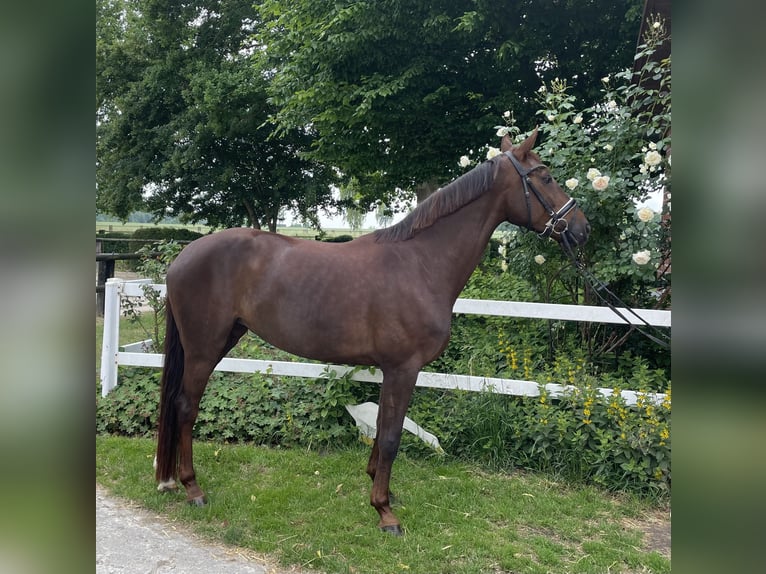Westphalian Mare 7 years 16,2 hh Chestnut in Ahlen