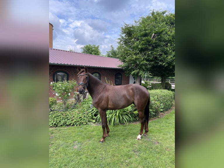 Westphalian Mare 7 years 16,2 hh Chestnut in Ahlen