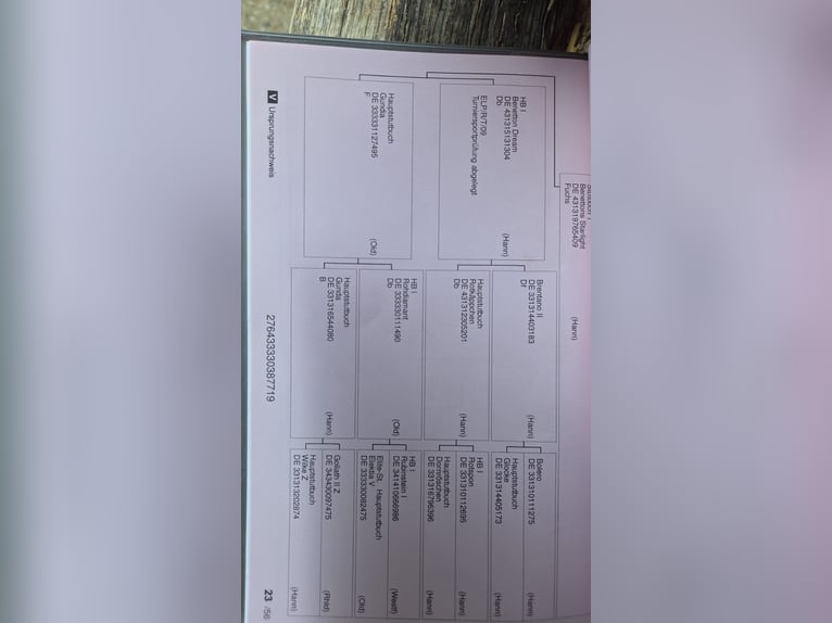 Westphalian Mare 7 years 16,2 hh Chestnut-Red in Versmold