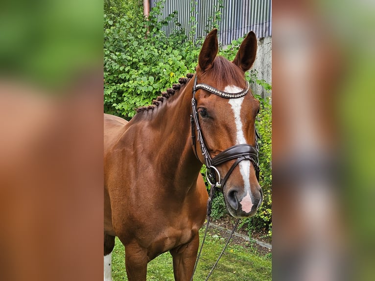 Westphalian Mare 7 years 16,2 hh Chestnut-Red in Senden