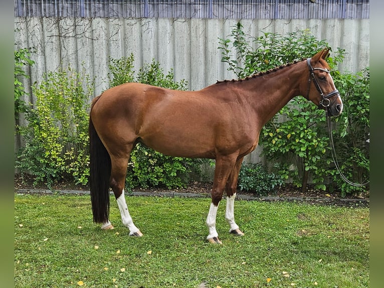 Westphalian Mare 7 years 16,2 hh Chestnut-Red in Senden