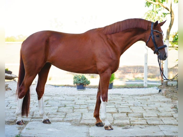 Westphalian Mare 7 years 16,2 hh Chestnut-Red in B&#xE9;k&#xE9;sszentandr&#xE1;s