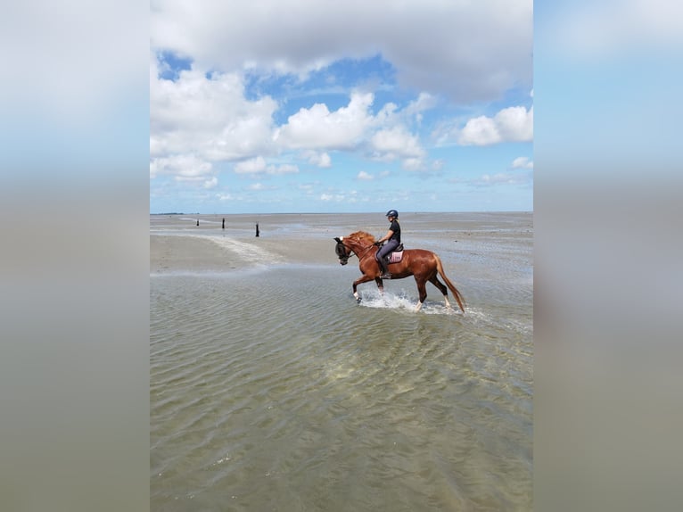 Westphalian Mare 7 years 16,2 hh Chestnut-Red in Lippstadt