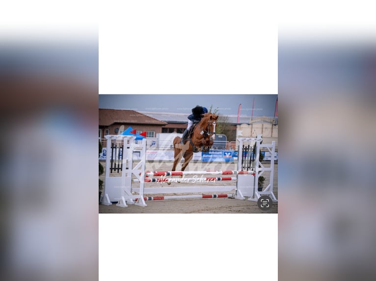 Westphalian Mare 7 years 16,2 hh Chestnut-Red in Nordkirchen