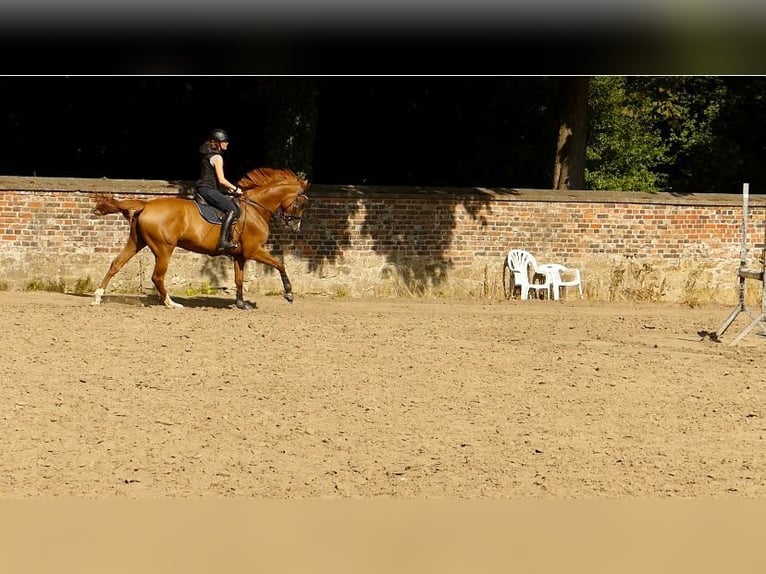 Westphalian Mare 7 years 16,2 hh Chestnut-Red in Nordkirchen