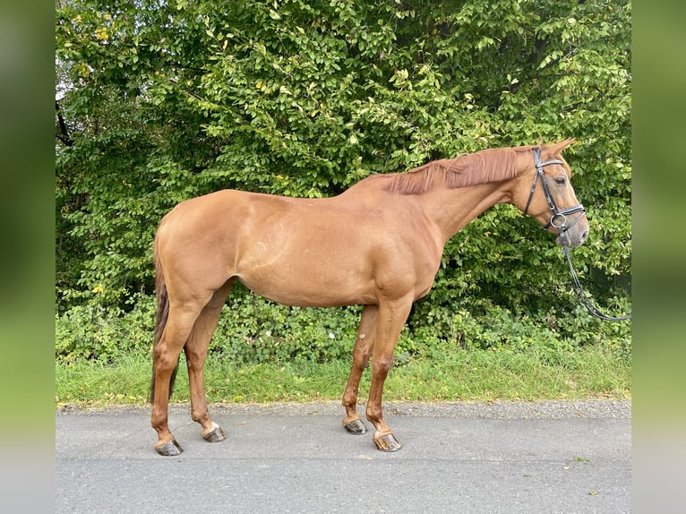 Westphalian Mare 7 years 16,2 hh Chestnut-Red in Overath