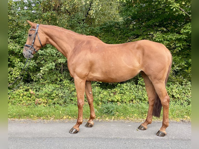 Westphalian Mare 7 years 16,2 hh Chestnut-Red in Overath