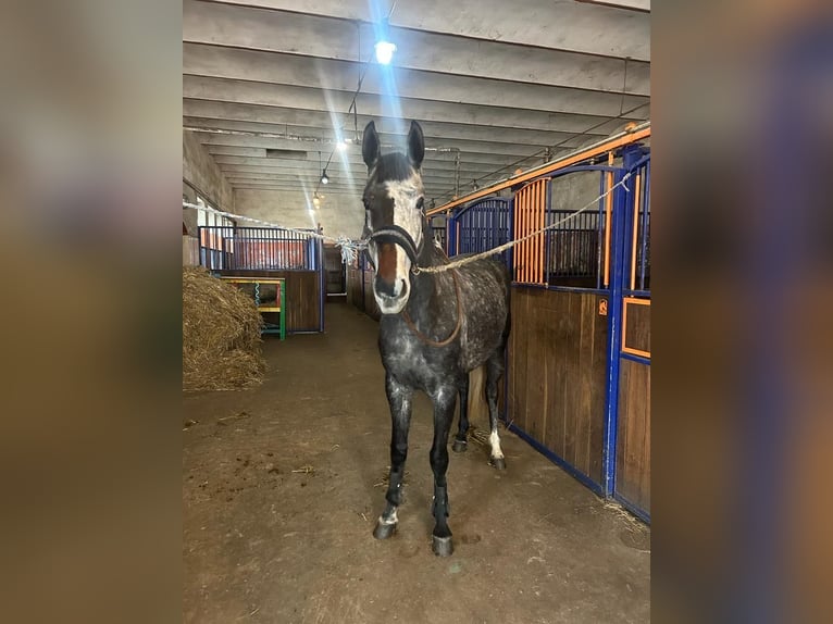 Westphalian Mare 7 years 16,2 hh Grey in Piła