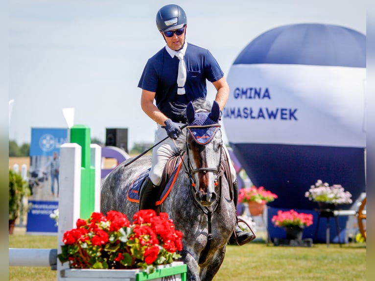 Westphalian Mare 7 years 16,2 hh Grey in Piła