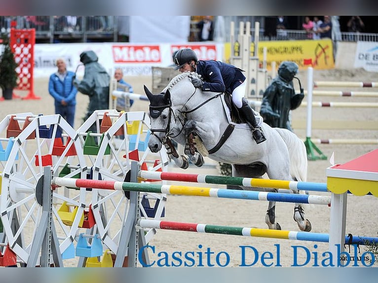 Westphalian Mare 7 years 16,2 hh Grey in Piła