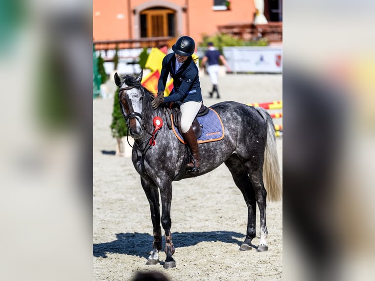 Westphalian Mare 7 years 16,2 hh Grey in Piła