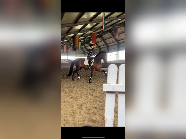 Westphalian Mare 7 years 16,3 hh Brown in Vechta