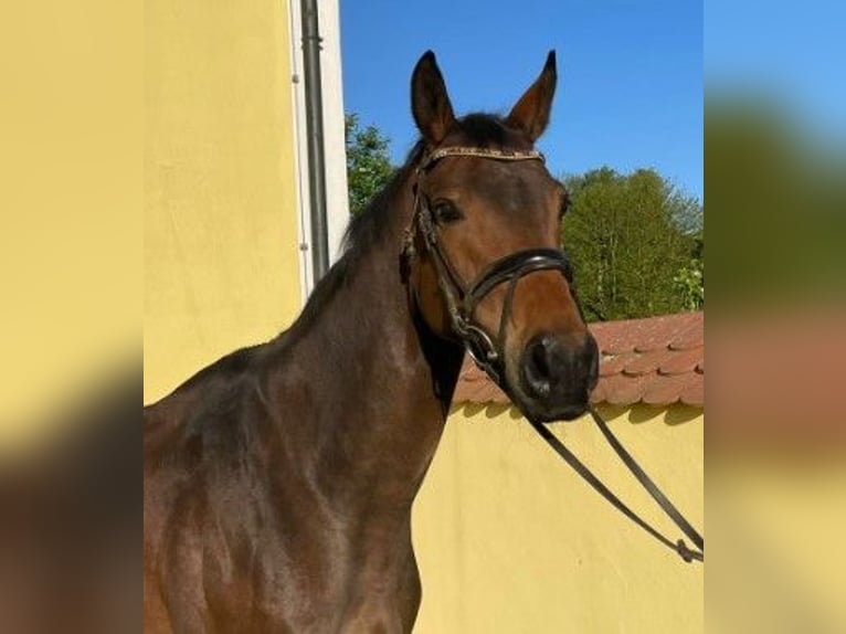 Westphalian Mare 7 years 16,3 hh Brown in Vohenstrau&#xDF;