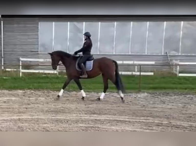 Westphalian Mare 7 years 16,3 hh Brown in Vohenstrau&#xDF;