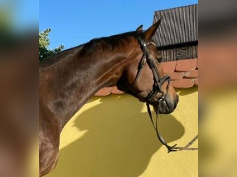 Westphalian Mare 7 years 16,3 hh Brown in Vohenstrau&#xDF;