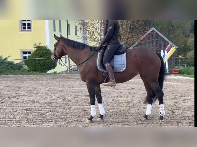 Westphalian Mare 7 years 16,3 hh Brown in Vohenstrau&#xDF;