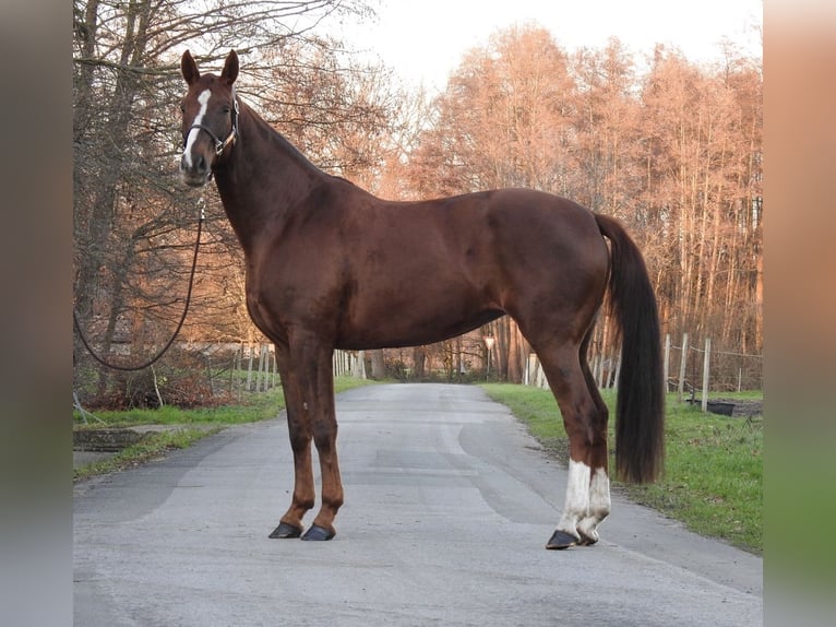 Westphalian Mare 7 years 16,3 hh Chestnut-Red in Verl